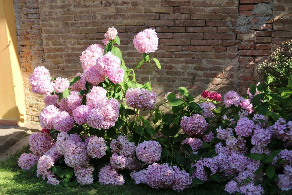 Agriturismo Poggio Al Tesoro Crespina ภายนอก รูปภาพ